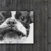 bulldog canvas print