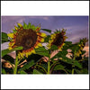 Framed Sunflower Matt Paper Print-Animal Teeze