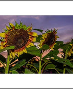 Framed Sunflower Matt Paper Print-Animal Teeze