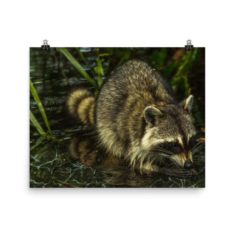 Electric Water Raccoon Poster-Animal Teeze